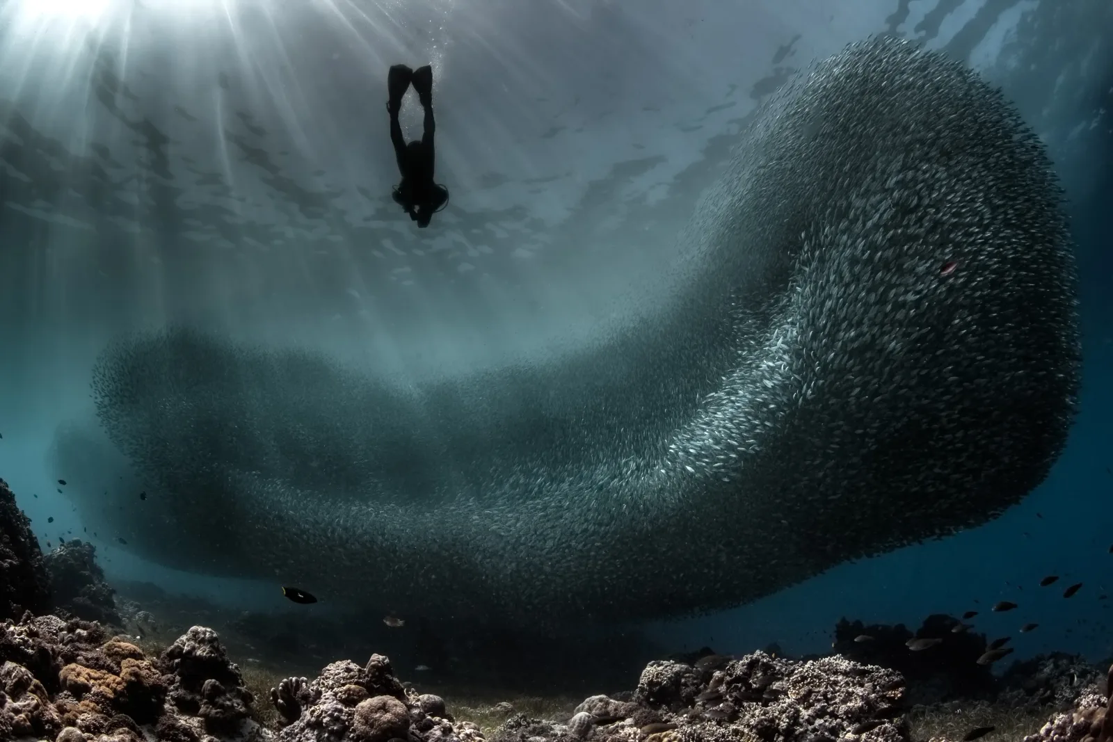 Dive Insurance for an Indonesia Liveaboard: What Your Policy Must Cover (2026)