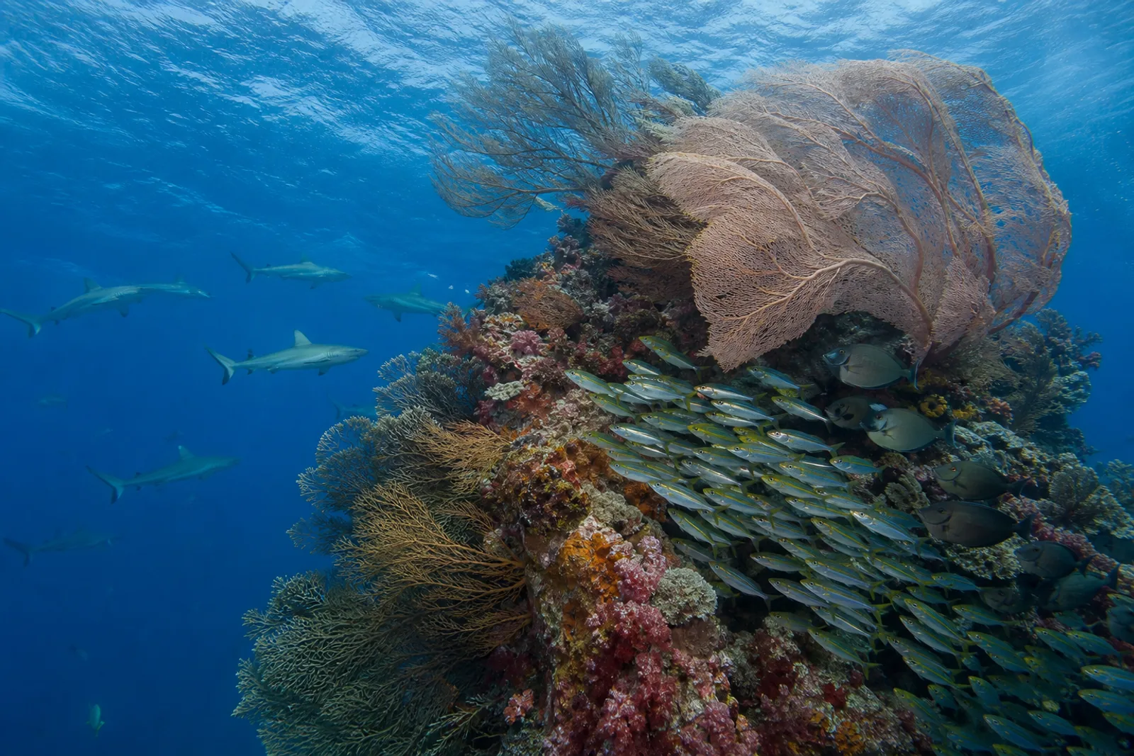 Diving in Currents in Indonesia: A Liveaboard Guide