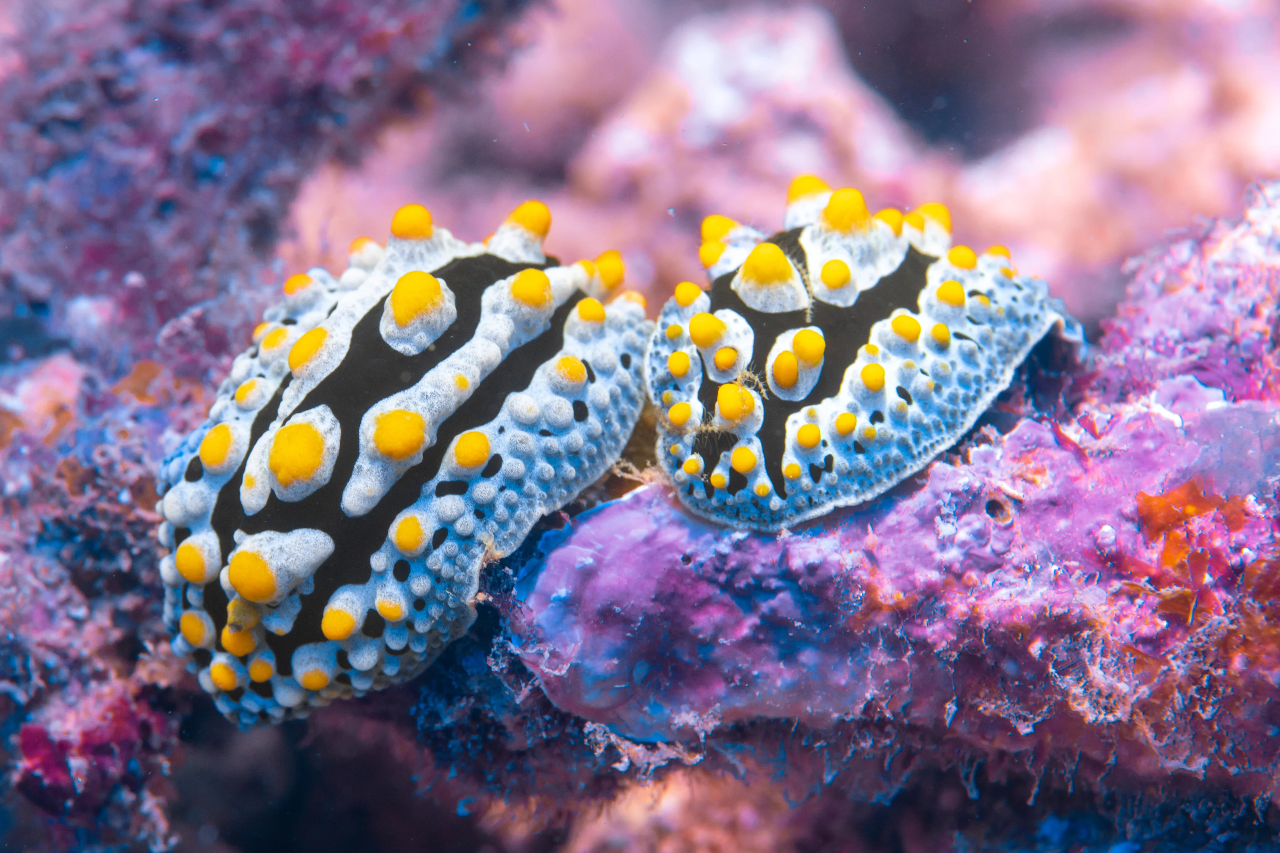 Nudibranchs