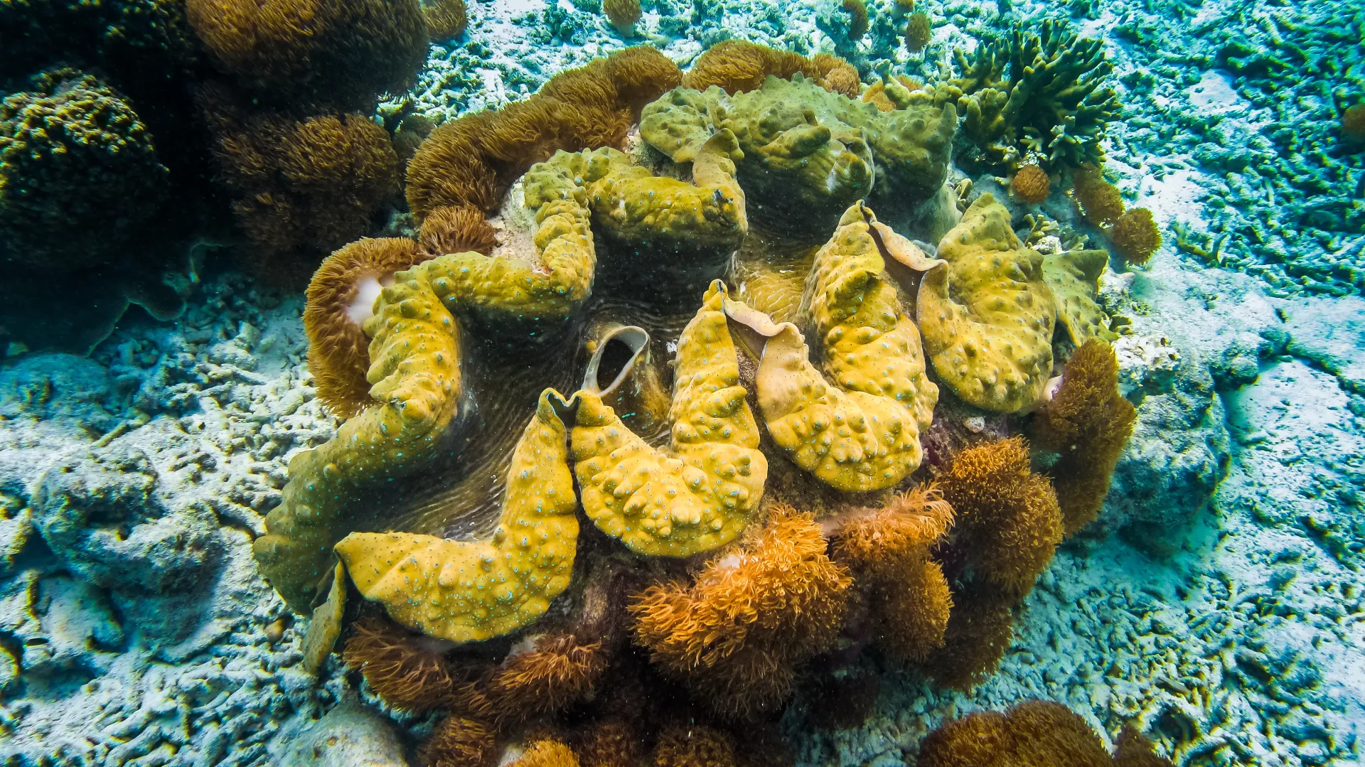 Giant Clams