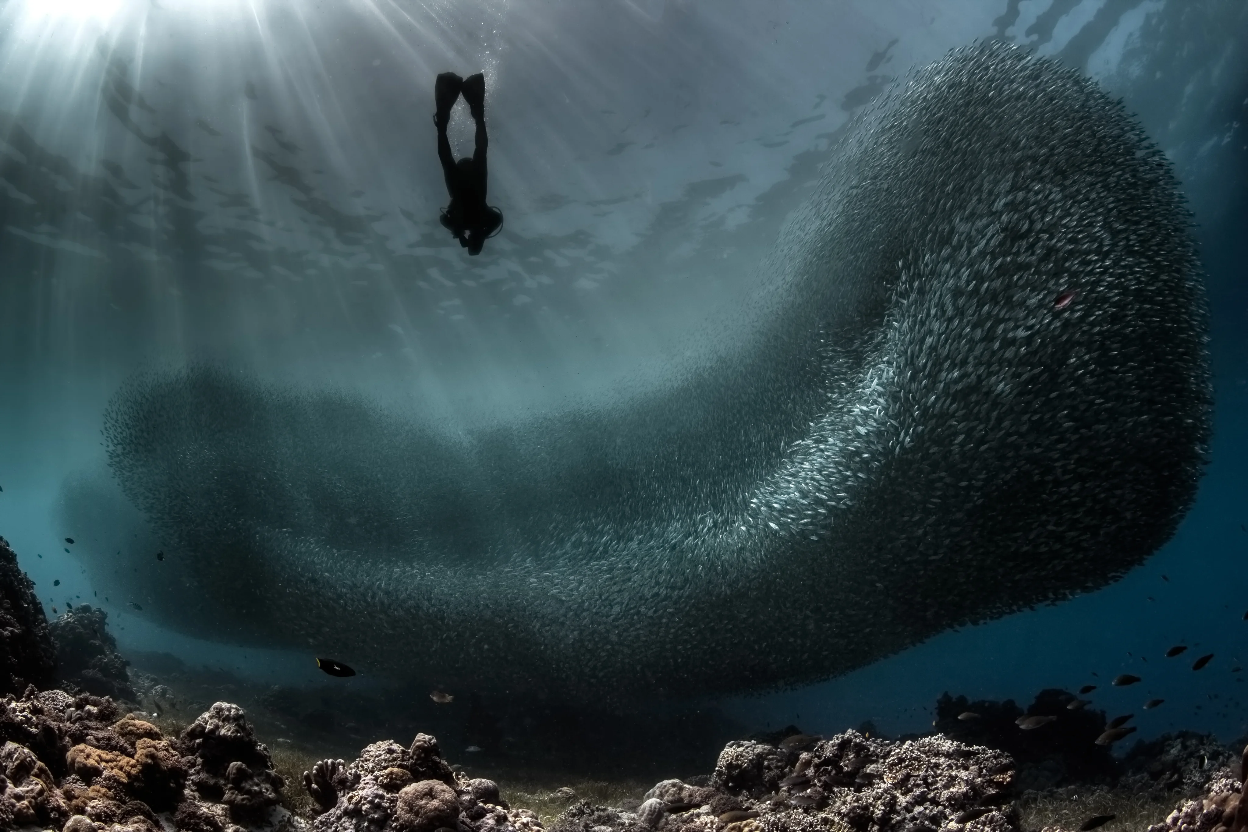 Sardine Reef