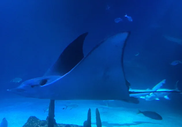 Manta Alley
