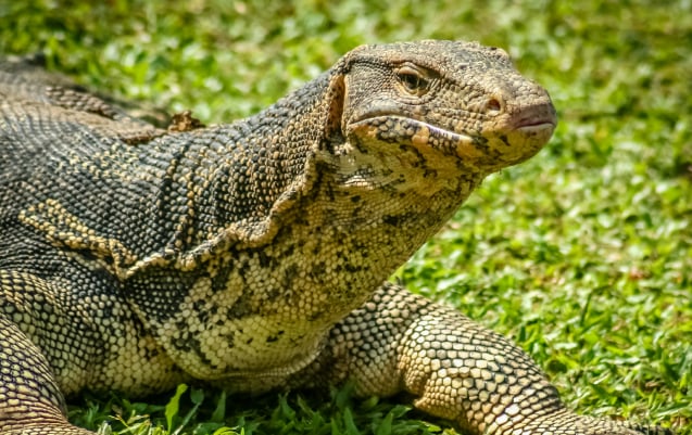 Komodo Island Diving