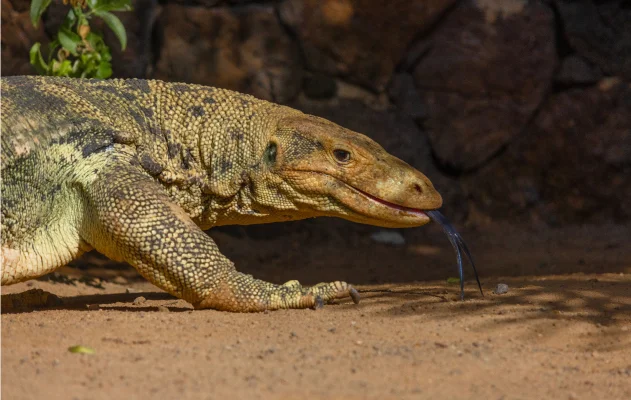 Komodo dragon close-up at Komodo National Park