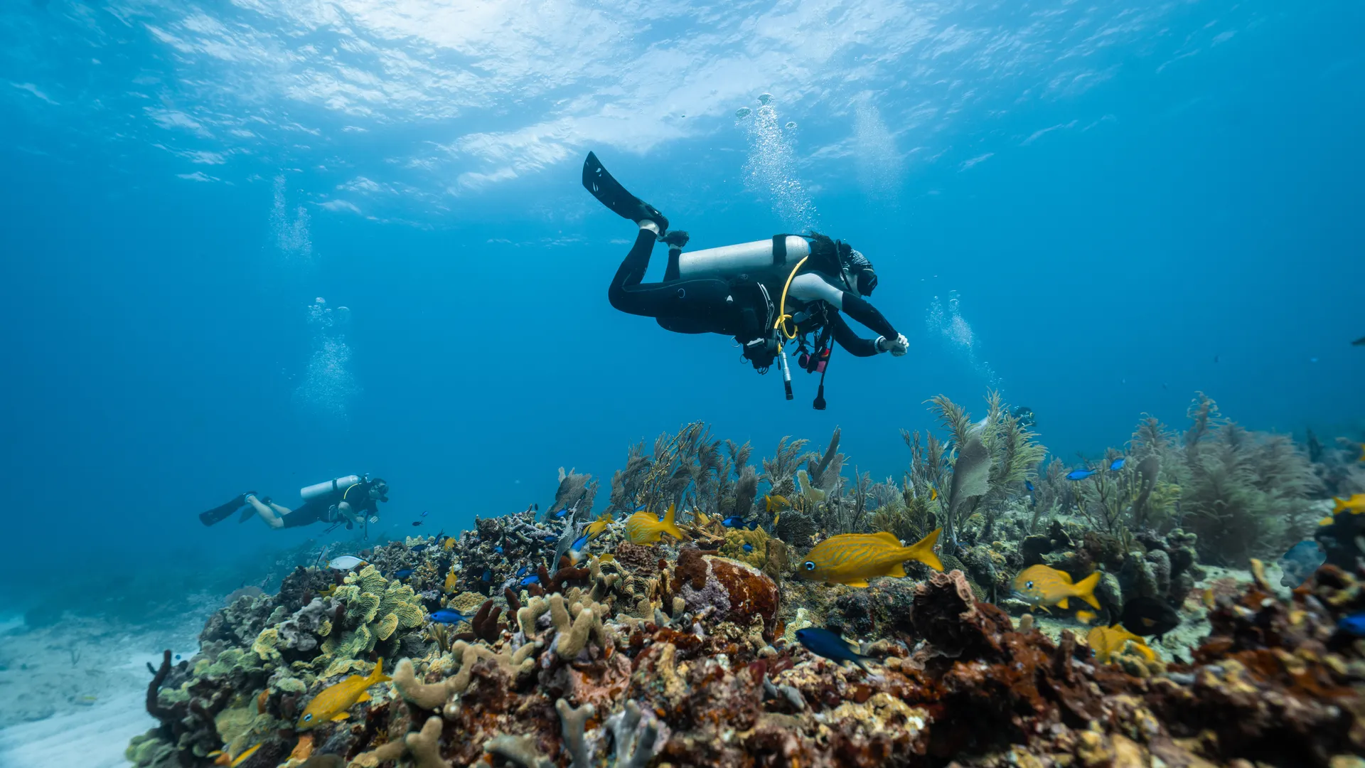 Dive into the Realm of Majestic Underwater Wonders
