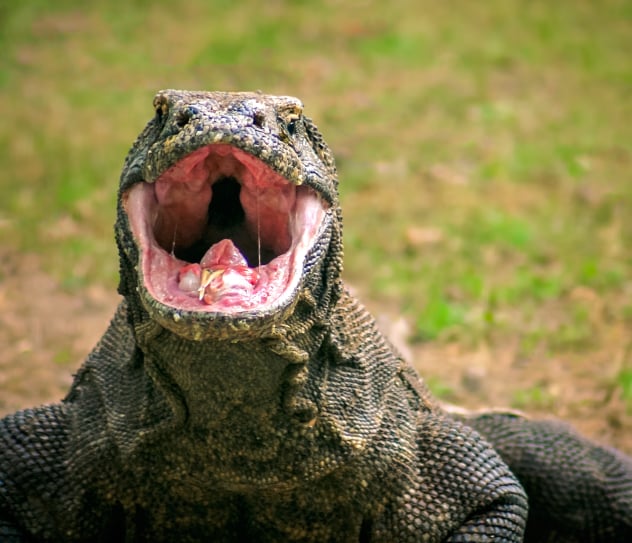 Komodo Liveaboard Diving Highlights