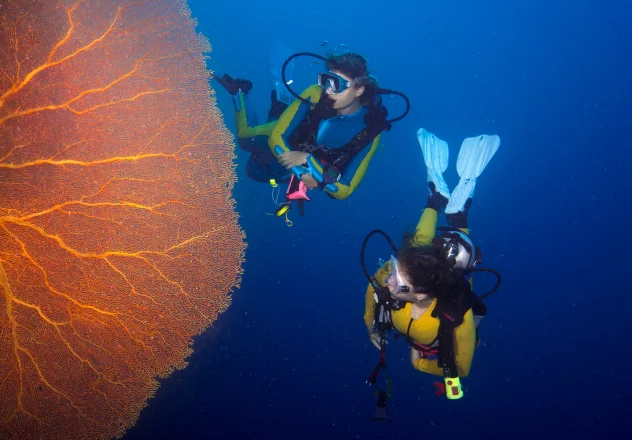 Muck Diving