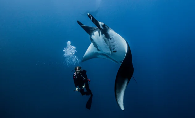 Manta Point